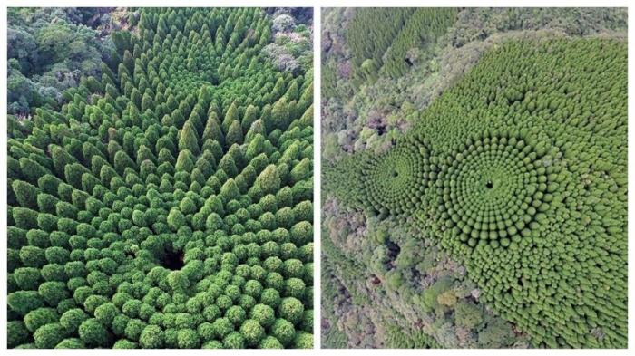 В Японии обнаружились загадочные круги из деревьев (4 фото)