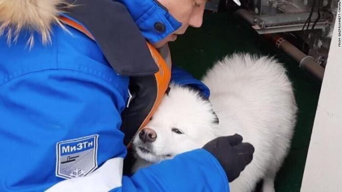 Российские моряки спасли собаку провела неделю на айсберге (4 фото)