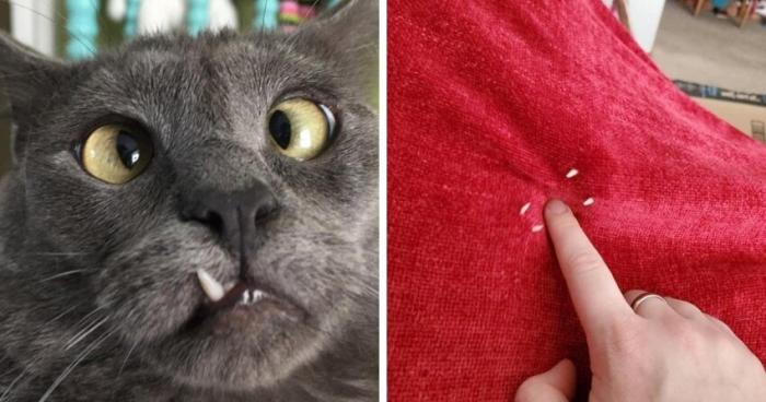 17 котов, которые показали свои зубы и умилили людей (17 фото)