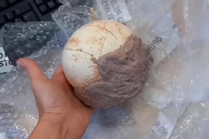 Итальянские таможенники конфисковали яйцо динозавра (5 фото)