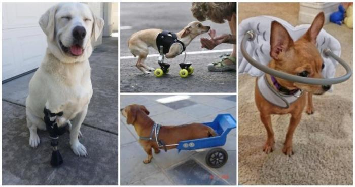 20 приспособления для собак-инвалидов (20 фото)