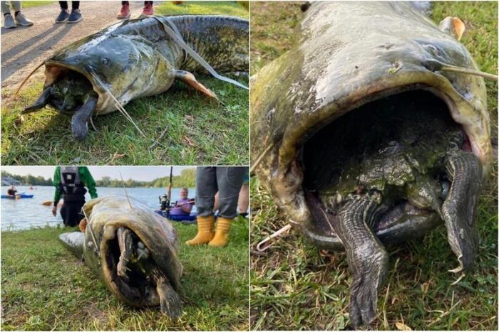 40-килограммовый сом проглотил черепаху (6 фото)