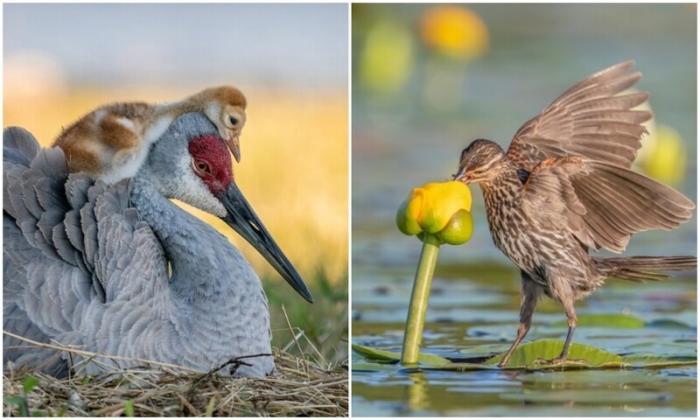 Удивительные фото птиц с конкурса Audubon Photography (11 фото)