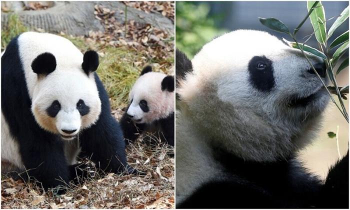 Панды больше не вымирают (6 фото)