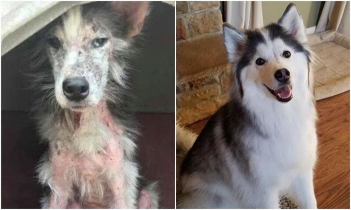 Фото собак до и после спасения, которые трогают душу (20 фото)