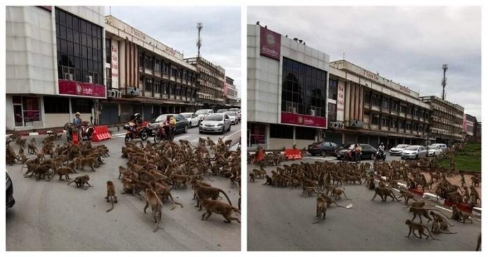В Таиланде сотни обезьян устроили разборки на дороге (4 фото)