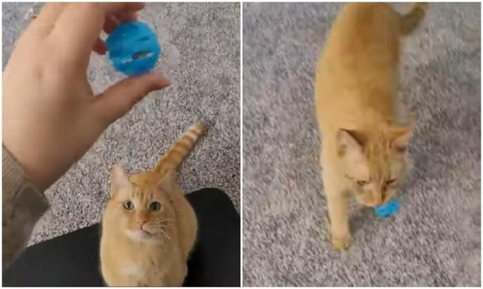 Котопес: котяра играет с мячиком, как собака (3 фото) 