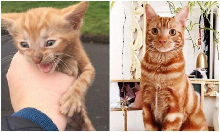 Спасибо, люди: 20+ трогательных фото кошек до после спасения (30 фото) 