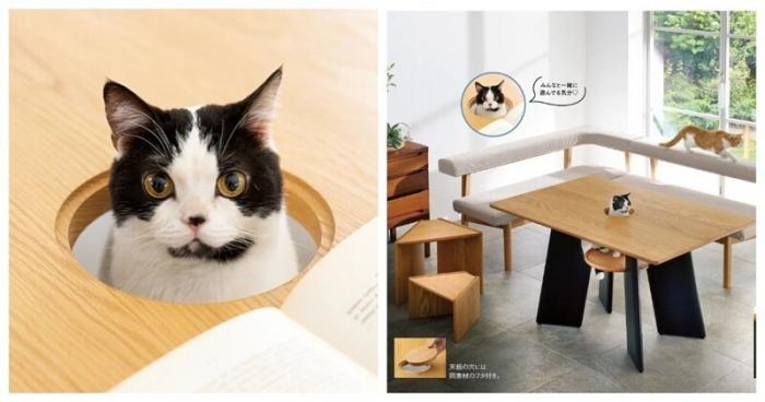 Пообедать с питомцем: в Японии придумали стол с отверстием для кота (4 фото)