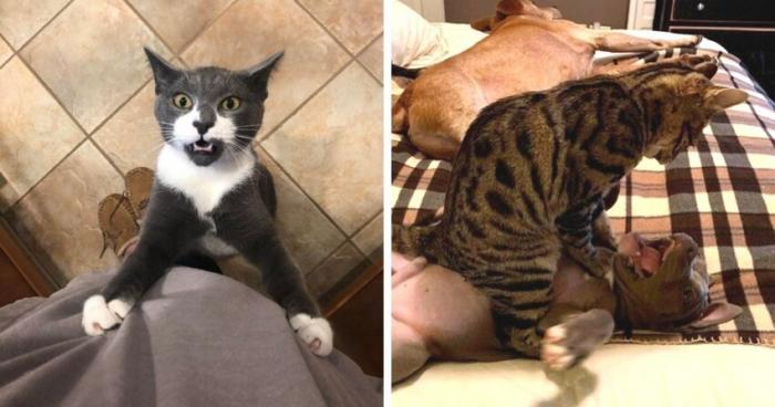 13 котов, которые давно дали понять владельцам, кто в доме хозяин (14 фото)