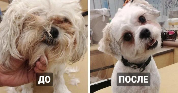 17 собак, которые здорово преобразились после стрижки (18 фото) 