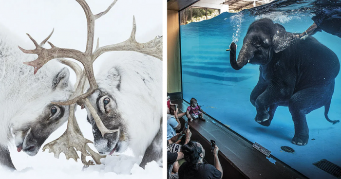  Лучшие работы конкурса фотографий дикой природы Wildlife Photographer of the Year 2021 (23 фото)