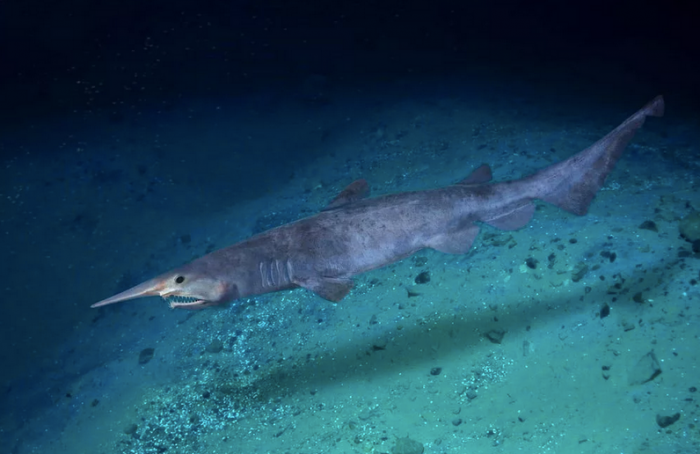  Как выглядит самая малоизученная акула в мире (4 фото)  
