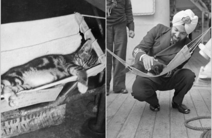  12 очаровательных снимков, когда кошки служили в ВМФ и плавали в море (13 фото) 