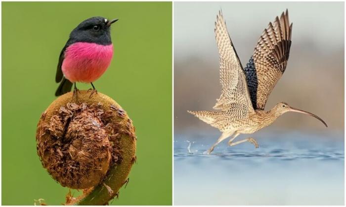  Удивительные пернатые из календаря BirdLife 2022 (13 фото)  