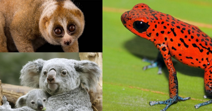  Милые, но опасные: несколько видов животных, которые могут неприятно удивить (15 фото) 