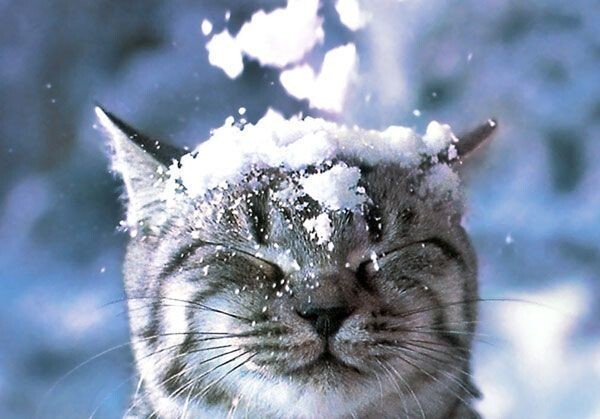 Кошки зимой (18 фото) 
