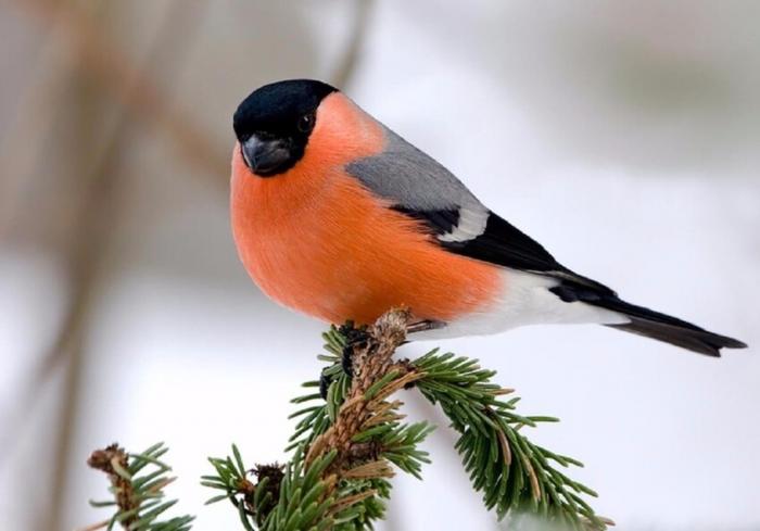 Птицы зимой (38 фото) 