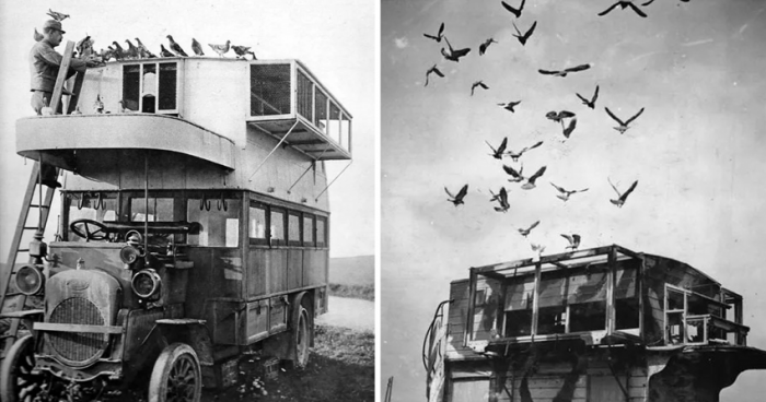  Мобильные голубятни Первой мировой: исторические снимки автобусов, на которых перевозили птиц-почтальонов (18 фото)