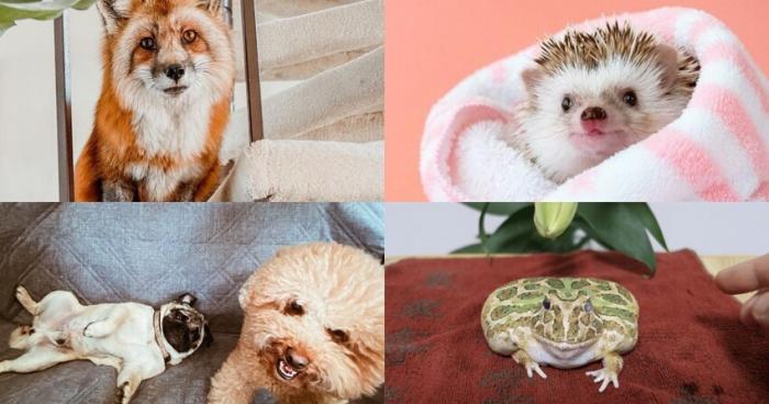 Мохнатые, склизкие и колючие - самые милые животные - блогеры (24 фото)