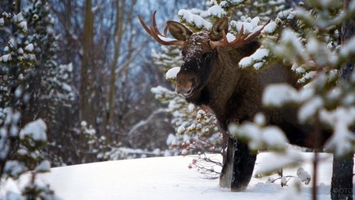 Лесные звери зимой (9 фото)