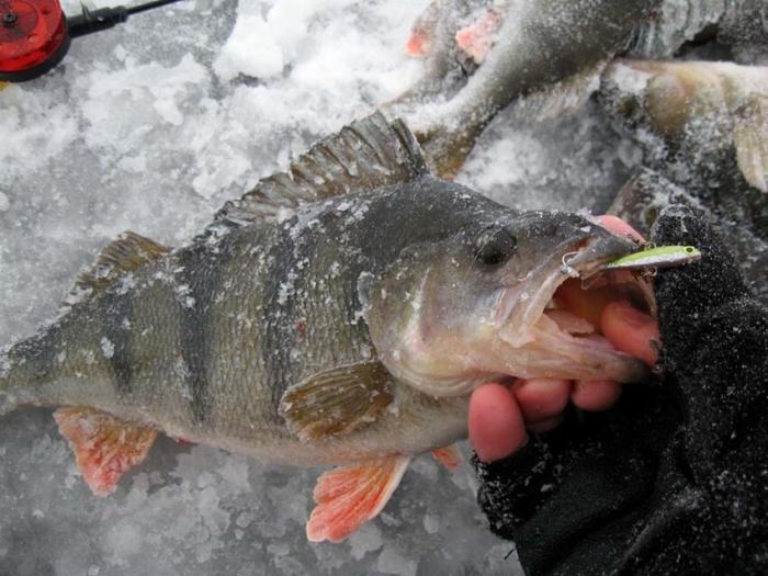  Зимняя рыбалка на окуня (33 фото) 