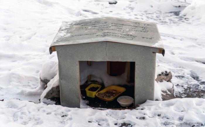  Пара построила домик для бездомных котов (6 фото)  