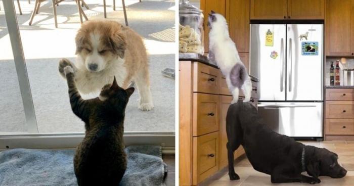  Настоящая дружба между кошкой и собакой (17 фото)  