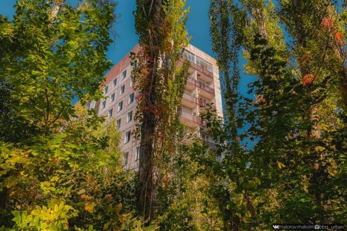  Как зарастает Припять спустя 35 лет после аварии на ЧАЭС (32 фото)