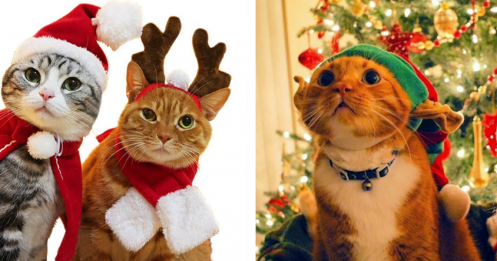  Самое милое, что вы сегодня видели: коты в новогодней одежке (15 фото) 