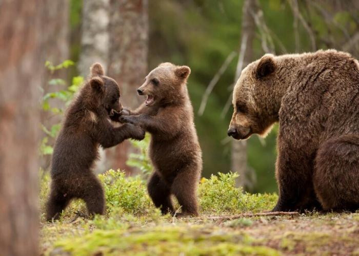 Почему медвежата всегда играют в полной тишине? (4 фото)  