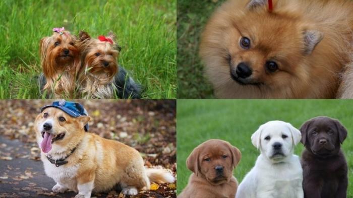  «Дай лапу, друг»: популярные породы собак у россиян в 2021 году (15 фото)  