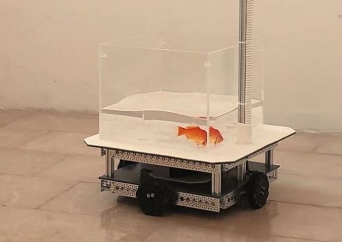  Учёные научили золотую рыбку управлять небольшим роботизированным транспортным средством на суше (2 фото)