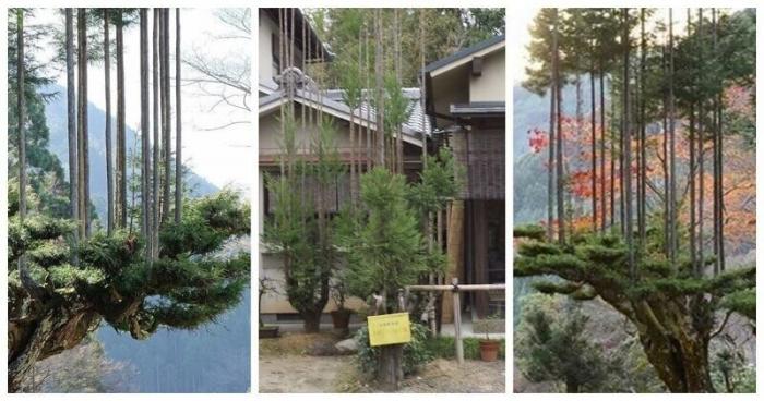  Дайсуги — средневековая японская техника выращивания деревьев (5 фото)  