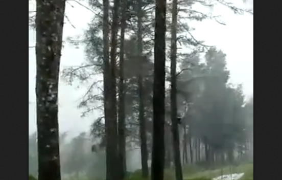 Ураган валит деревья в лесу (видео)