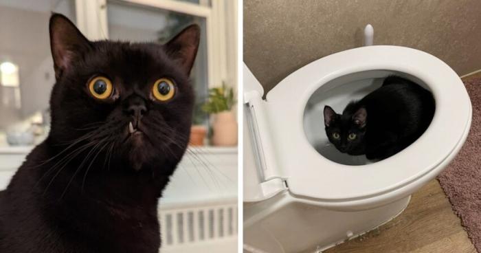 Чёрные коты приносят в дом не несчастья, а только милоту (18 фото)