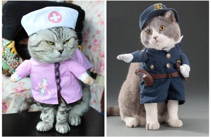  От медсестры до Кэтмена: 25 веселых котиков в тематических костюмах (26 фото) 