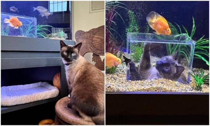  Кот прославился в сети благодаря своему крутому аквариуму (9 фото)  