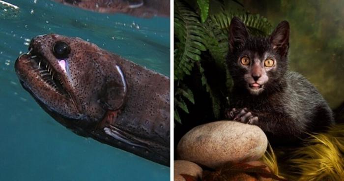  Реальные животные, которые выглядят как чудовища из фильмов ужасов (11 фото) 