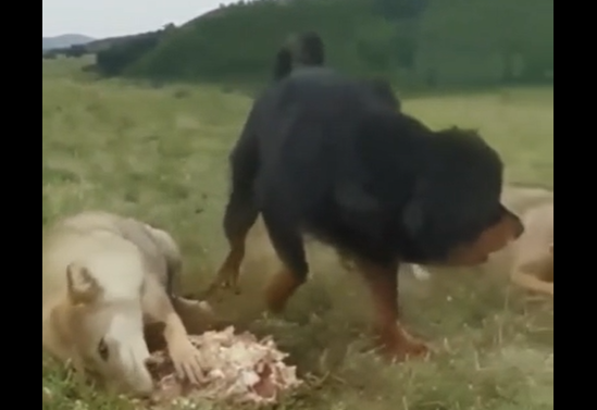 Мастиф защищает старого волка, чтобы тот мог поесть (видео)