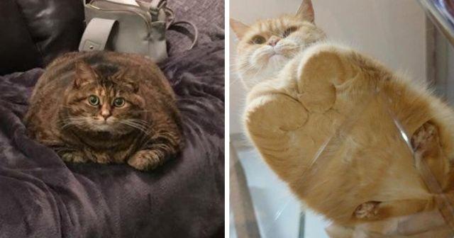 Фотографии, доказывающие, что коты - это хлебушек (19 фото)