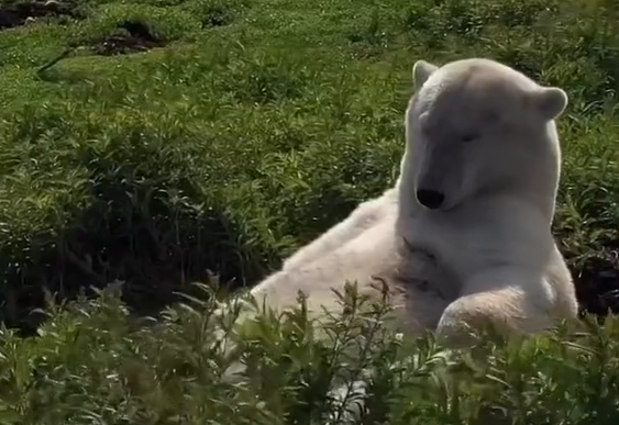 Белый медведь расслабляется после тяжелого трудового дня (видео)