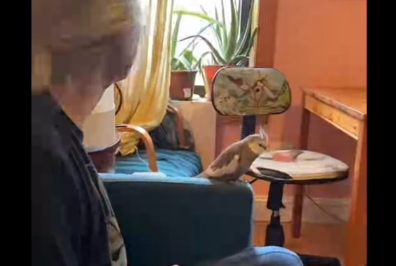 Здравствуйте, я друг вашего попугая, он выйдет погулять? (видео)