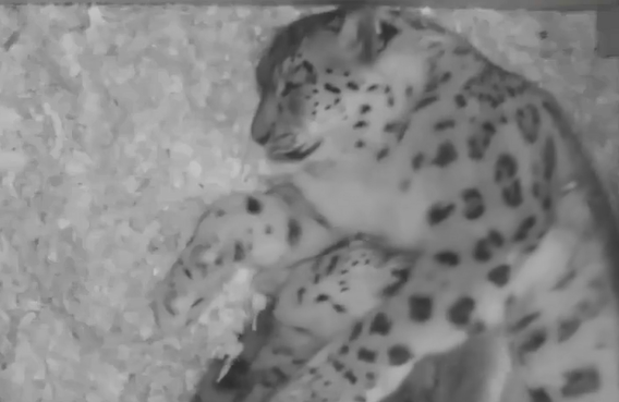 Как спят снежные леопарды&#8288;&#8288; (видео)