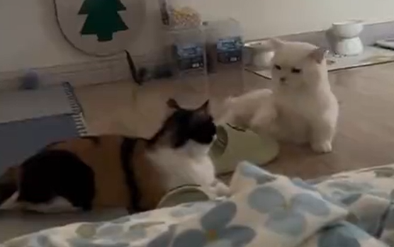 Жесточайшая драка двух матёрых котов (видео)