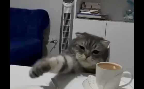 Котик пытается дотянуться до пирожного (видео)