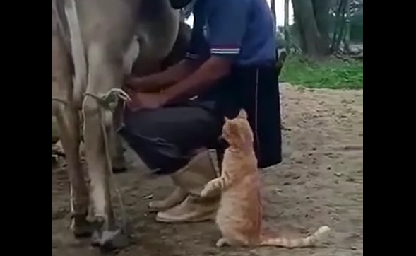 Дай молочка (видео)