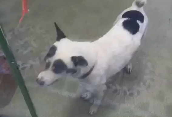 Что-то пошло не по плану (видео)
