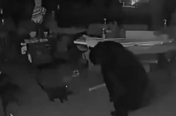 Котейка бросает вызов медведю (видео)