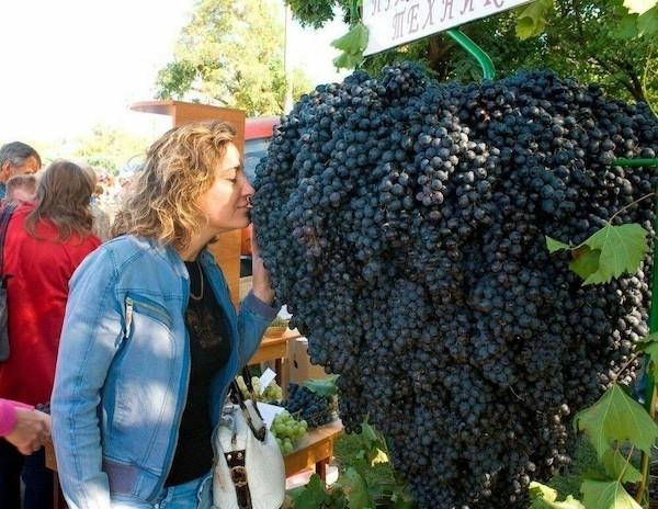 Вот это размерчик! (21 фото)